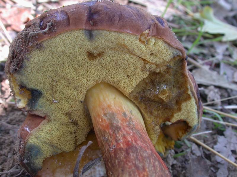 Boletus...da determinare.